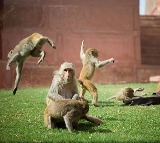 Delhi Officials set to deploy Langur mimics to tackle monkeys ahead of G20 summit 