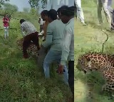 Sick Leopard Wanders Into Madhya Pradesh Village