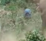 Injured elephant attacks forest crew trying to administer treatment, one killed