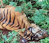 One tiger killed in every three days in India