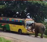 Elephant attacks on a bus in Manyam district