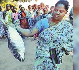 Pulasa fish sold for Rs 26 thousand in Yanam