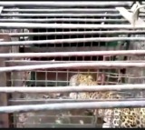 Fifth leopard captured on Tirumala temple walkway