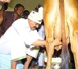 Bhumana milking a cow at Goshala