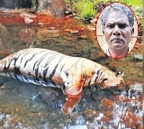 Farmer kills tiger by poisoning after it kills his cow