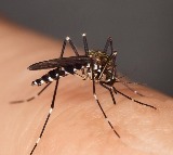 Honduras tries ending dengue with wolbachia mosquitoes