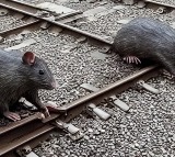 Rs 41000 to catch one rodent Northern Railway