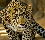 Officials suspect man eater leopard is still in the Tirumala forest