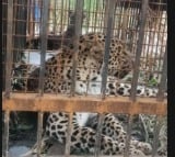Sixth leopard caught in Tirumala, authorities mulling to build permanent fence to protect pilgrims