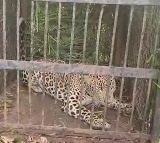 zoo officials catches another leopard in tirumala