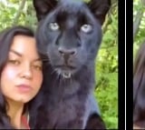 Black panther raised after being mistaken as a kitten