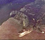 Crocodile surfaces out of open drain in Hyderabad