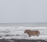 Asiatic lion's seaside stroll in Junagadh captured in lens; pic goes viral