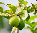 Health benefits with guava leaves
