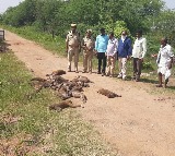 over 35 monkey killed with poison in peddapalli district of Telangana