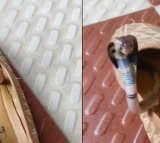 Forest Officer Shares Video Of Baby Cobra Hiding Inside A Shoe Asks People To Be Careful