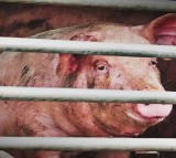Strife-torn Manipur now hit by African Swine Fever