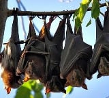 Why bats do not get infected by Covid, Ebola virus?