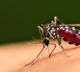 Covid19 antibodies making dengue more severe says study what experts say