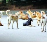 With dogs killing 4 children this year, Telangana scrambles for solutions