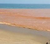 Sea water turn red near puducherry beach causing panic among locals