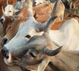 UP govt to conduct census of cows