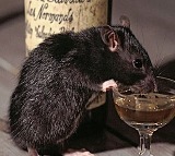 Rat 'arrested' in MP for 'guzzling down' booze at police station
