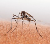 USFDA okays world's first chikungunya vaccine