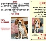 Delhi Police trace stolen dog that had Rs 1L reward for 'safe recovery'