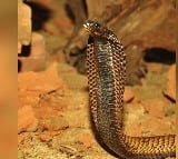 Man Kills Wife And Daughter With Snake