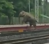 Jumbo deaths: Railways develop AI-based software to avoid collisions, to roll out in all elephant corridors