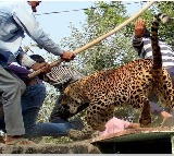 Now QR code to create awareness about leopard behaviour to avoid attacks