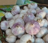 The Prices Of Garlic Have Increased Drastically Above Rs 400 Per Kg
