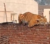 Tiger rests on wall as UP village waits for it to be captured