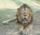 ‘Bahubali’ passes away at Etawah Lion Safari