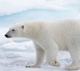 Polar Bear died with bird flu first case in world