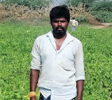 Chilli leaves a bad taste as losses mount for cultivators in Andhra Pradesh's Bandur
