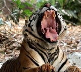 A tiger attacked a woman and died in Aheri taluka In Maharastra
