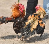 Animal Welfare Board asks AP, Telangana to stop cockfights