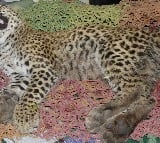 Namibian cheetah Shaurya dies, 10th casualty since project introduced at Kuno