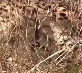 Namibian cheetah 'Jwala' gives birth to three cubs in Kuno