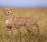 Namibia Cheetah Jwala gives birth to three cubs on Kuno National Park