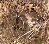 Namibian cheetah becomes hope for success of 'Project Cheetah', delivers 3 three cubs again