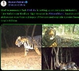 Odisha govt to set up first 'black tiger safari'