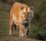 Rare Golden Tiger Takes A Stroll In Kaziranga National Park