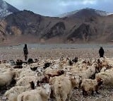 Ladakh Shepherds Stand Up To Chinese Soldiers