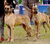 Goa contemplating to identify ferocious breeds of dog, says Minister in Assembly