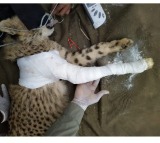 Wildlife activist blames Kuno official for hiding cheetah cub's health report