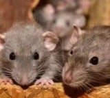 Rats bite patient at government hospital in Telangana