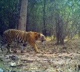 Telangana forest department denies tiger sighting in Nalgonda district